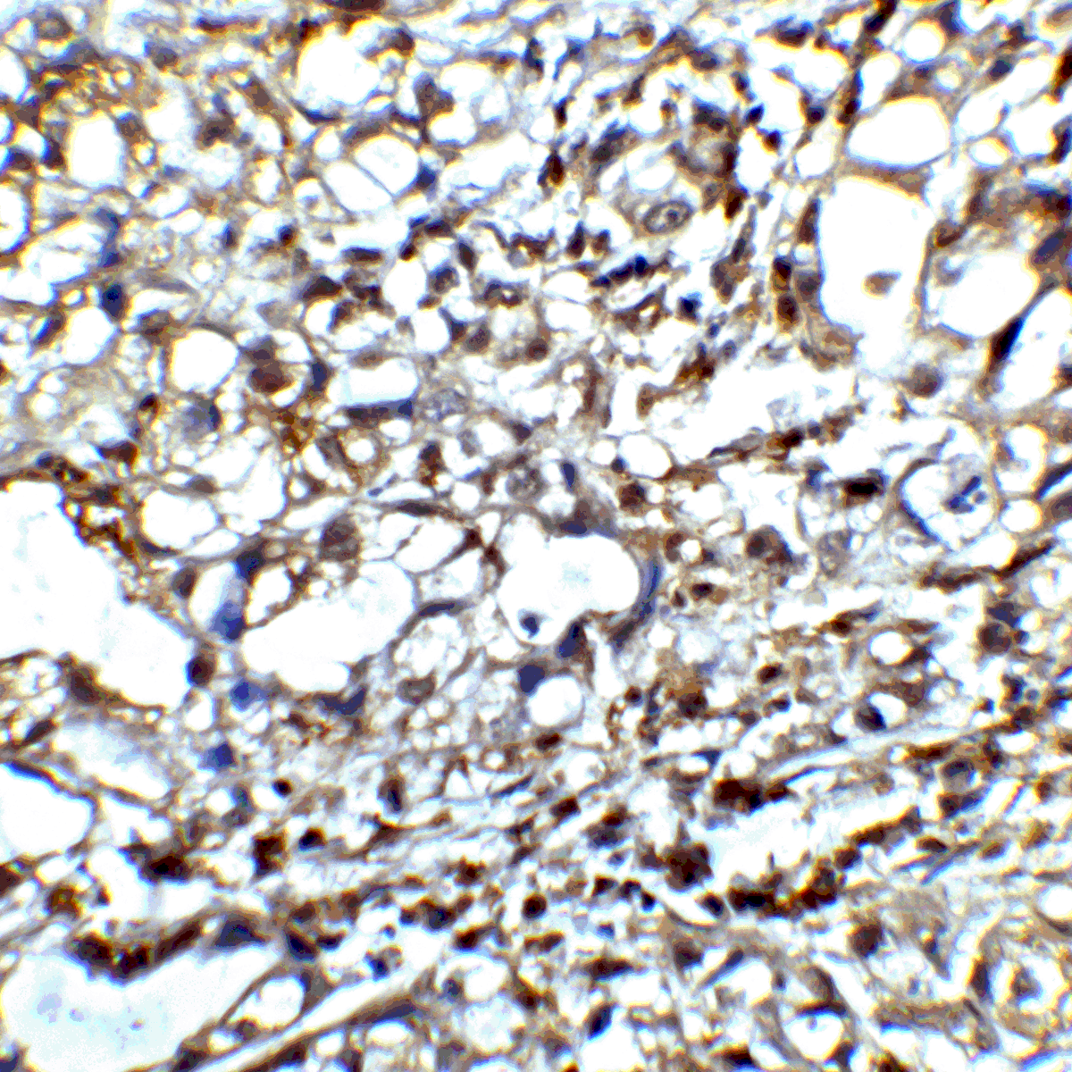 CTLA4 Antibody [2G10]