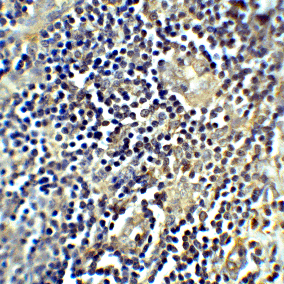 CTLA4 Antibody