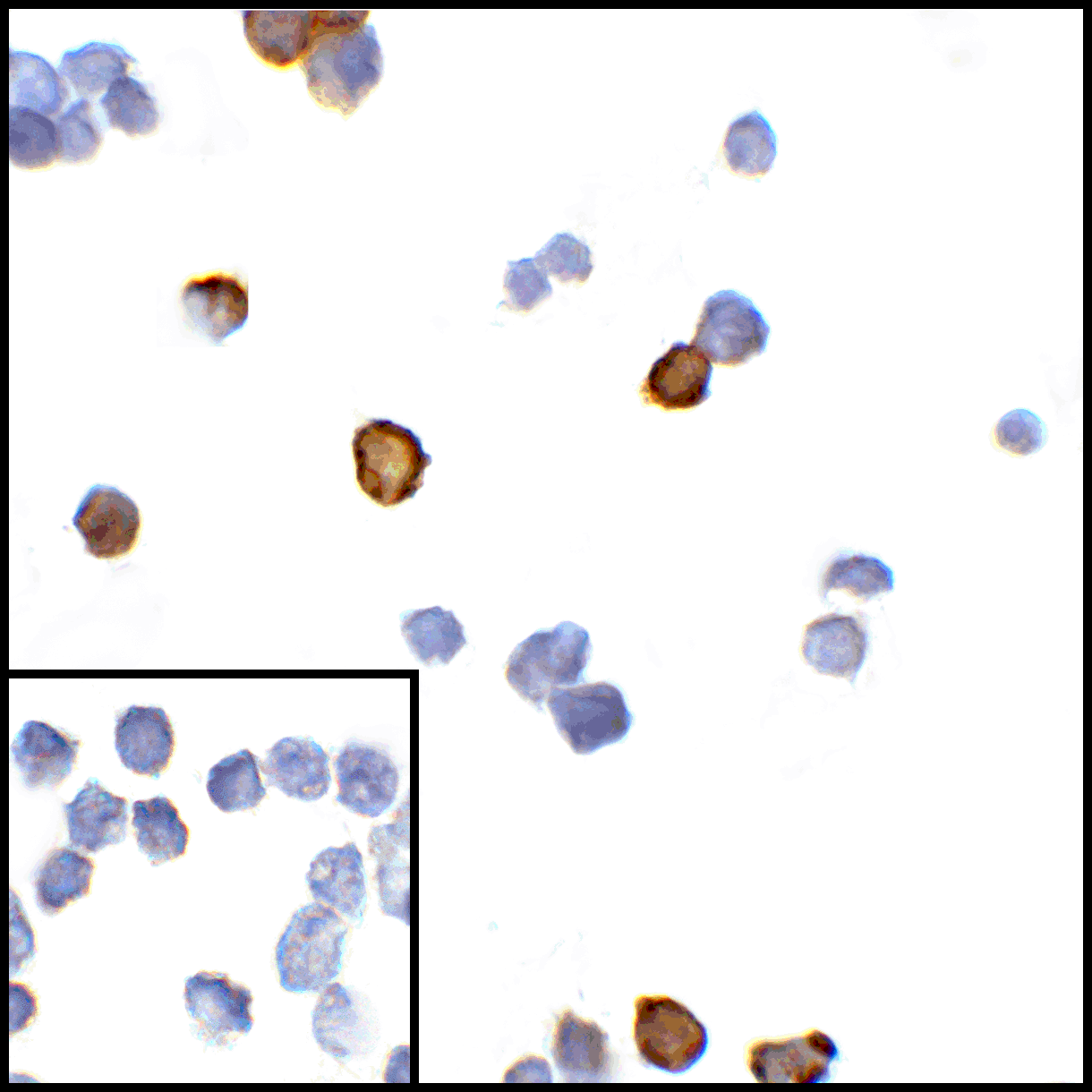 CTLA4 Antibody