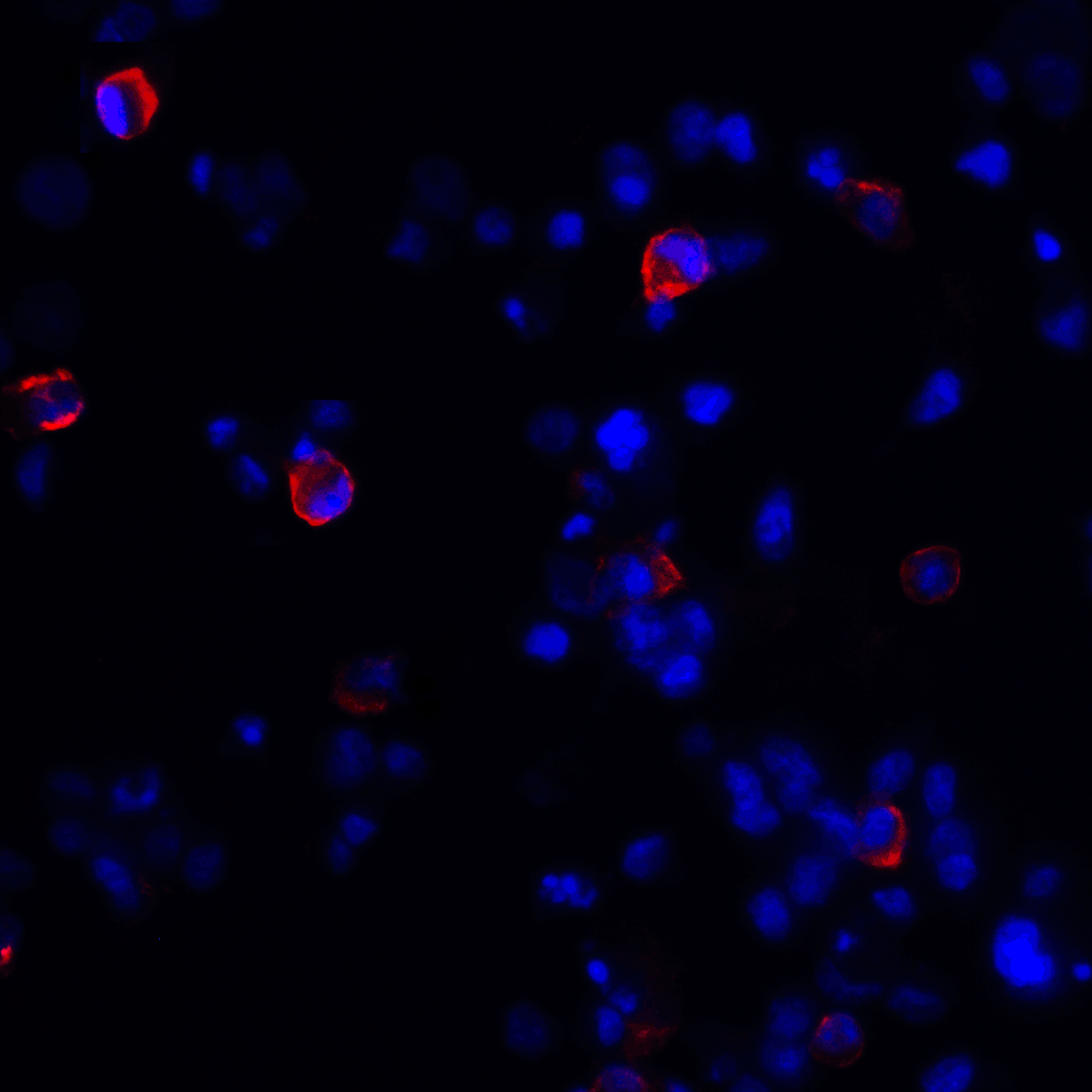 CTLA4 Antibody