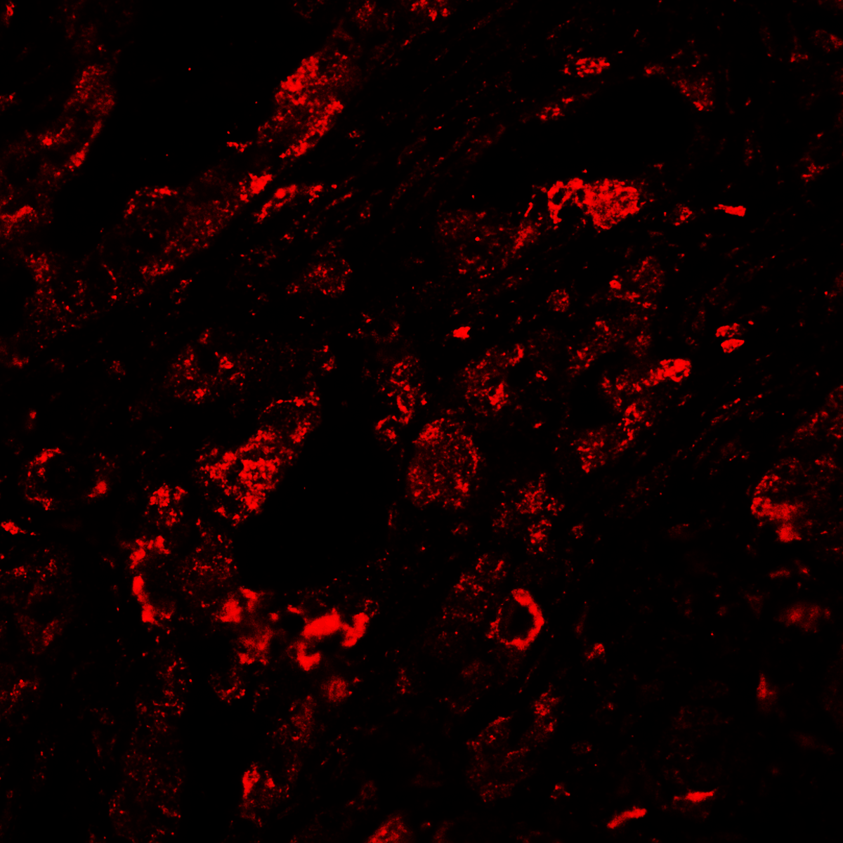 CTLA4 Antibody