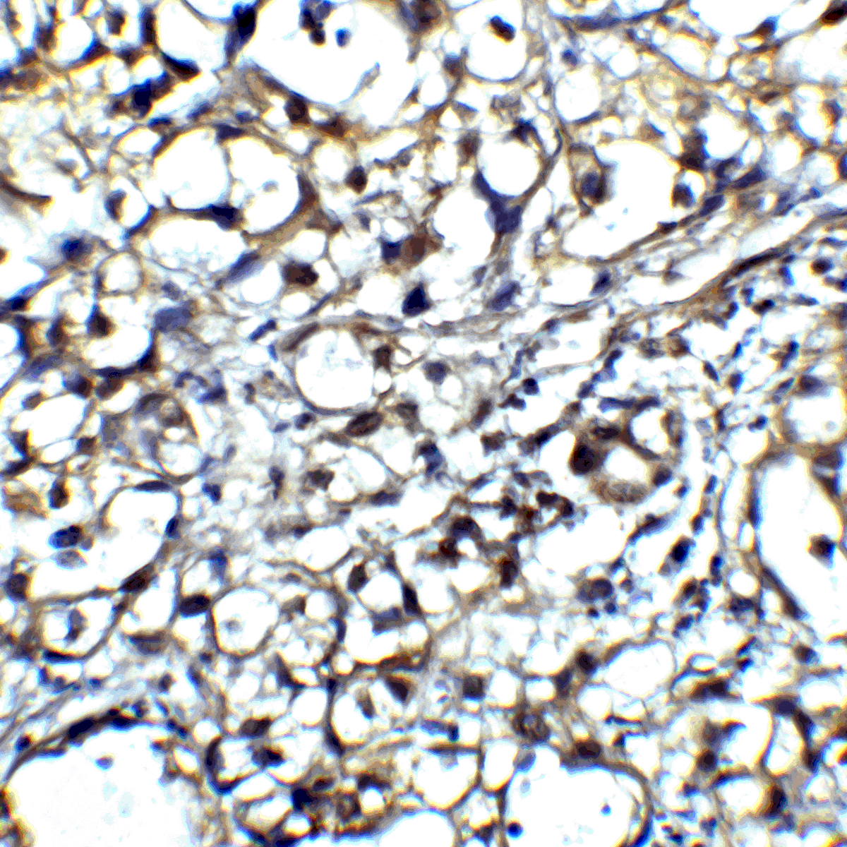 CTLA4 Antibody