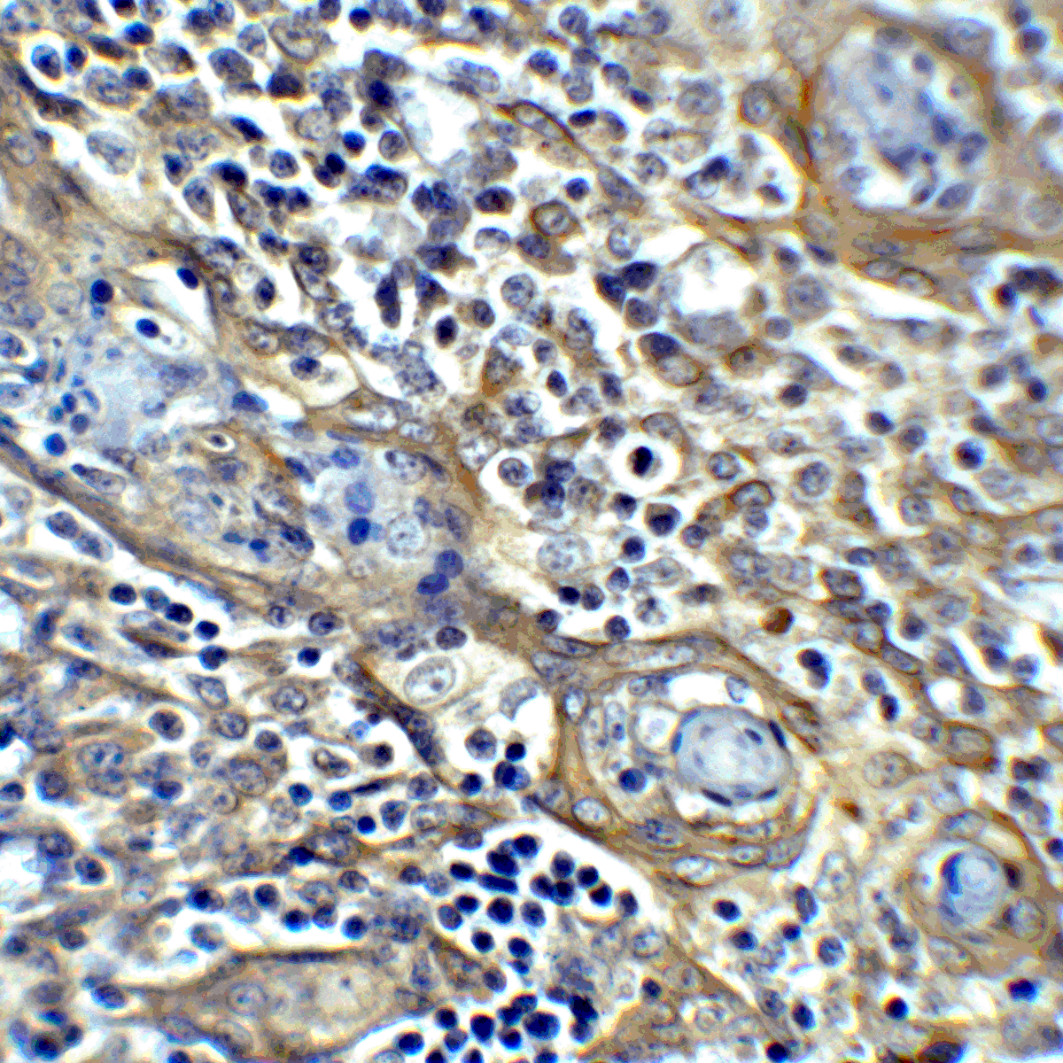 CTLA4 Antibody