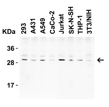 CTRP3 Antibody