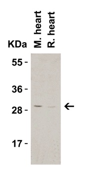 C1QTNF3 Antibody