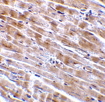 C1QTNF3 Antibody