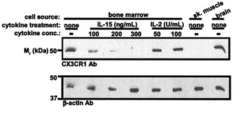 CX3CR1 Antibody