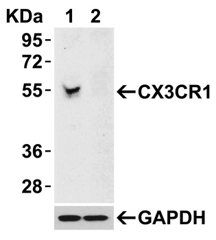 CX3CR1 Antibody