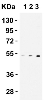 CX3CR1 Antibody