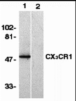 CX3CR1 Antibody