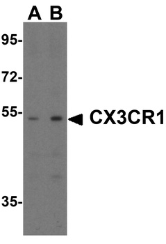 CX3CR1 Antibody