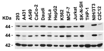 CXCR4 Antibody