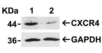 CXCR4 Antibody