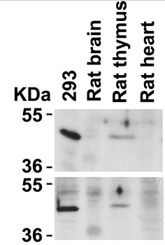 CXCR4 Antibody