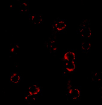 CXCR4 Antibody