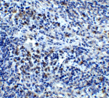 CXCR4 Antibody