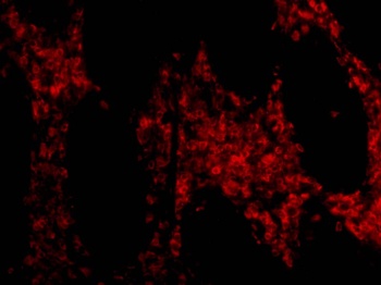 HTRA2 Antibody