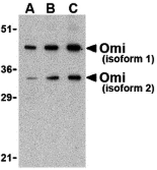 HTRA2 Antibody
