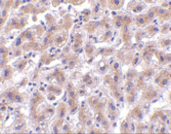 HTRA2 Antibody