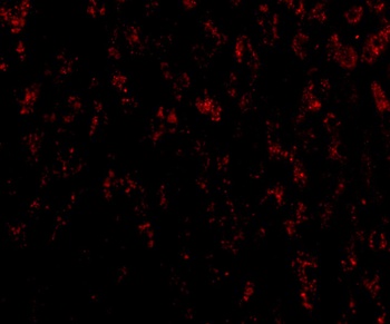 HTRA2 Antibody