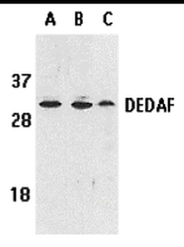 DEDAF Antibody
