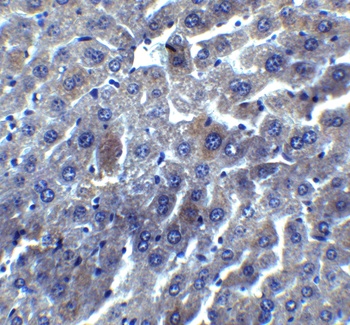 DEDAF Antibody