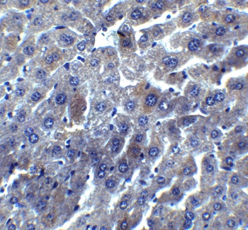 RYBP Antibody