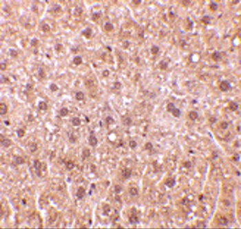 DEDAF Antibody