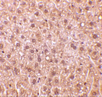 RYBP Antibody