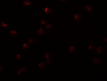 OCIAD2 Antibody