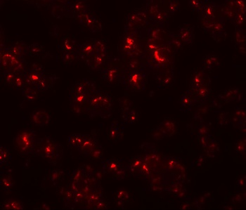 OCIAD1 Antibody