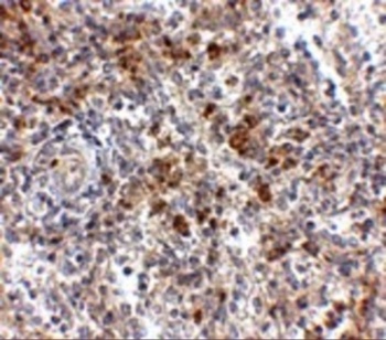 OCC-1 Antibody