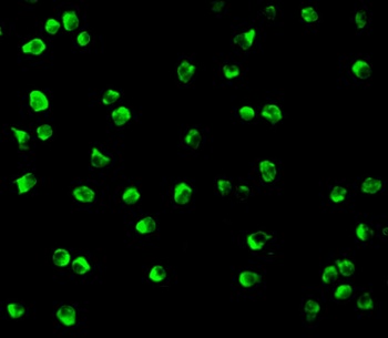 NDEL1 Antibody