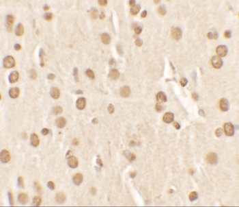 NUCB2 Antibody