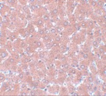 NSA1 Antibody
