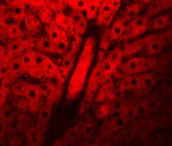 NSA1 Antibody