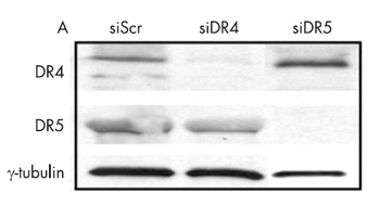 DR4 Antibody