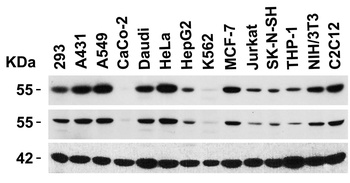 DR4 Antibody
