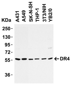 TNFRSF10A Antibody