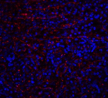 DR4 Antibody