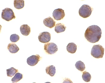 DR4 Antibody