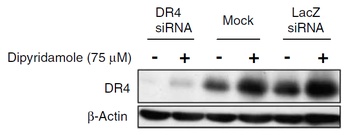 DR4 Antibody