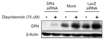 TNFRSF10A Antibody