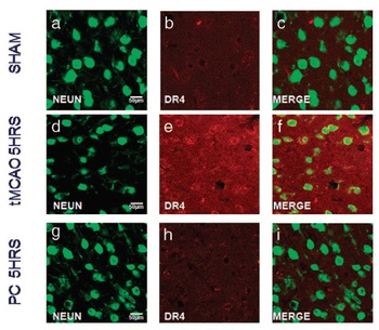 DR4 Antibody