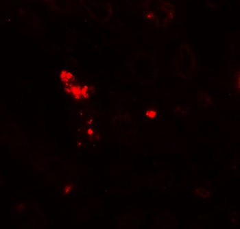 NOX3 Antibody