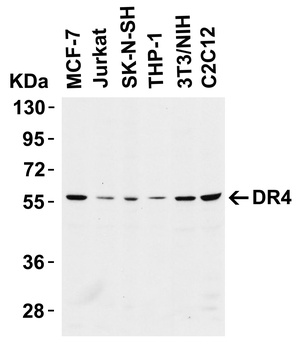 TNFRSF10A Antibody