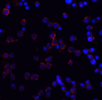 DR4 Antibody