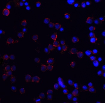 TNFRSF10A Antibody