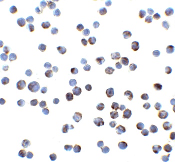 DR4 Antibody