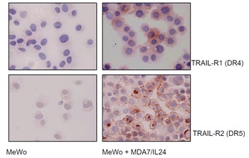 DR4 Antibody